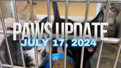 PAWS July 17, 2024