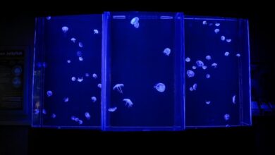 Nashville Zoo Moon Jellyfish Habitat