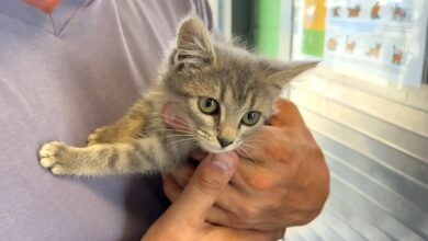 Tons of sweet dogs and cats up for adoption