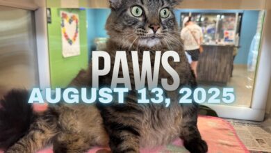 PAWS August 13, 2025