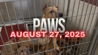 PAWS August 27, 2025