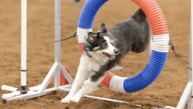 2025 Cynosport Dog Agility World Games