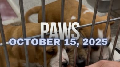 PAWS October 15, 2025
