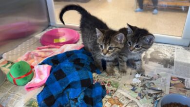PAWS Pets for Adoption January 8, 2026