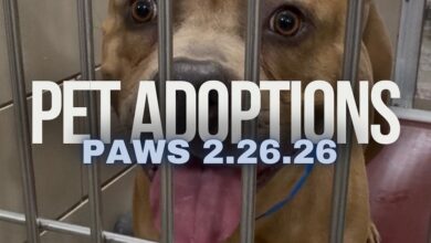 PAWS February 26, 2026