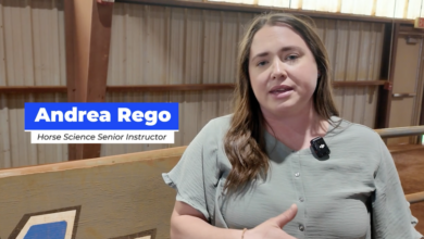 MTSU Horse Therapy Program Helping Veterans Heal Through Connection and Confidence