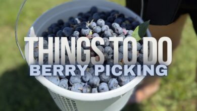 Berry Picking at Williamson Family Farm