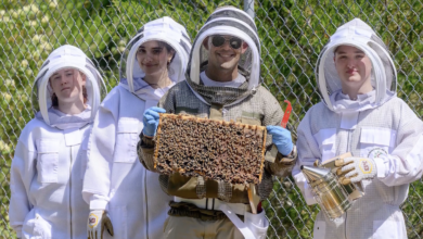 MTSU Researchers Receive USDA Grant to Study Honeybee Health