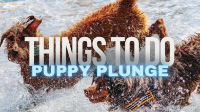 Murfreesboro Puppy Plunge 2026